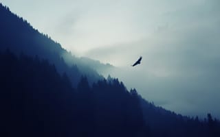 Картинка горы, орел, лес, природа, дымка, птица
