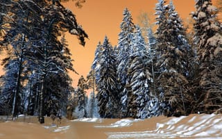 Обои лес, природа, снег, зима