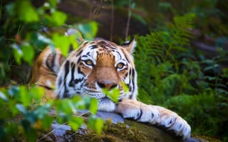 Картинка амурский тигр, тигр, animals, красивый полосатый, лето, размытость, боке, хищник охотник, лежит, , tiger, my planet, лес, amur tiger, дикая кошка, отдых, nature, travel