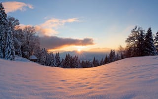 Картинка зима, лес, снег, солнце, деревья, свет