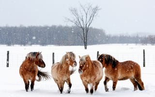 Картинка лошади, животные, кони, снежинки, снег, зима, ограда, природа