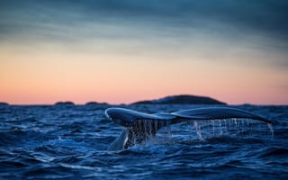 Картинка горбатый кит, Атлантический океан, хвост