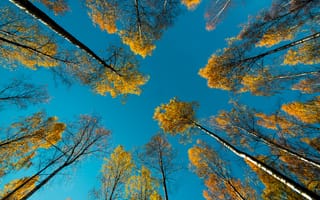 Картинка природа, осень, деревья, небо