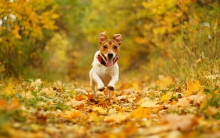 Картинка собака, боке, скорость, пасть, бег, осень, природа, радость, листва