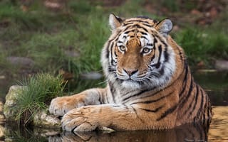Картинка Амурский тигр, хищник, взгляд, тигр, вода, дикая кошка