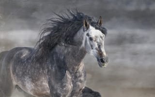 Картинка лошадь, серый, жеребец, конь, грива, © Ryan Courson Photography, галоп, бег