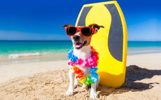 Обои собака, пляж, юмор, гирлянда, джек-рассел-терьер