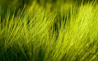 Картинка макро трава природа