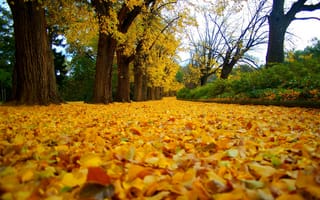 Картинка leaves, road, fall, colors, park, лес, forest, colorful, walk, листья, осень, парк, дорога, nature, path, trees, деревья, природа, autumn