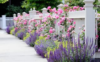 Картинка Сад, розовые, синие, забор, желтые, лето, цветник, белый, ограда, розы, красиво, цветы, весна