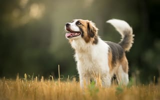 Картинка собака, трава, боке