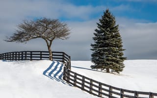 Обои зима, елка, дерево, забор, снег