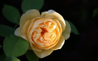 Картинка Rose, Роза, Жёлтая роза, Yellow rose