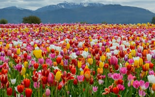 Картинка Поле, Горы, Тюльпаны, Spring, Colors, Tulips, Весна, Пейзаж, Mountains, Field