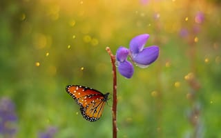 Картинка Макро, Бабочка, Macro, Butterfly