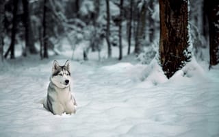 Обои Собака, деревья, лес, зима, снег, лайка, хаски