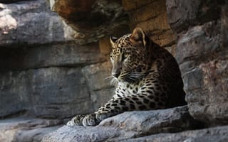 Обои леопард, скалы, отдых, кошка, хищник