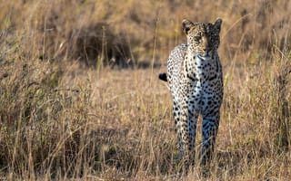 Картинка леопард, африка, большая кошка, хищник, саванна