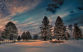 Картинка зима, ели, сумерки, снег, парк