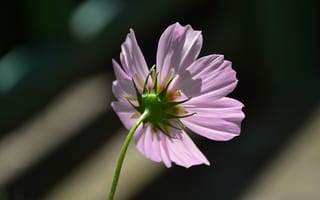 Картинка Макро, Боке, Bokeh, Kosmeya, Macro, Космея