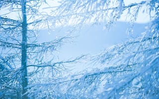 Картинка зима, снег, ветки, деревья