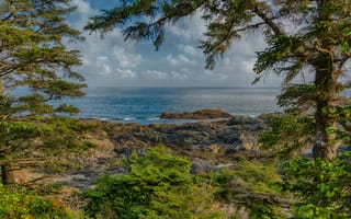 Картинка море, небо, ветки, облака, деревья, берег, камни, горизонт