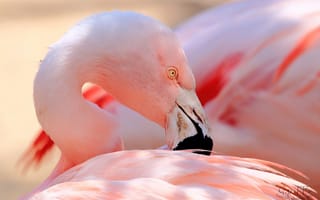 Обои розовый, фламинго, клюв, перья, птица