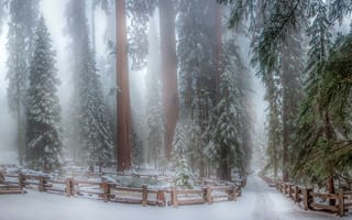 Картинка снег, парк, зима, сиквои, деревья