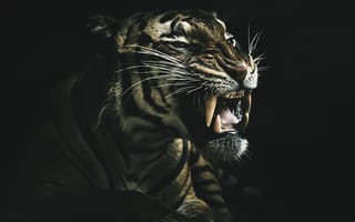 Картинка тигр, зверь