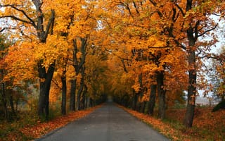 Картинка осень, дорога, пейзаж