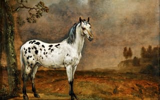 Картинка «Пятнистый конь», Паулюс Поттер, холст, картина, нидерландский художник, масло