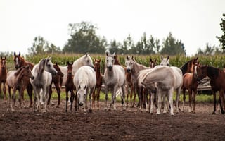 Картинка табун, кони, лошади, поле