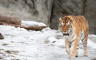 Картинка амурский тигр, снег, зима, дикая кошка