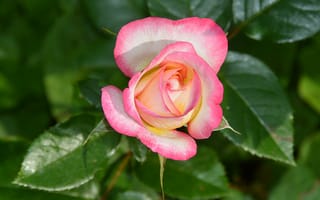 Обои Розовая роза, Pink rose, Макро
