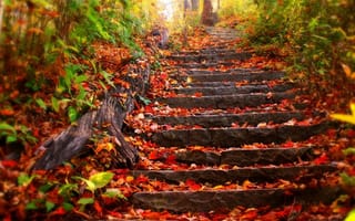 Картинка деревья, лес, ступеньки, парк, листва, осень, листья, ступени, лестница