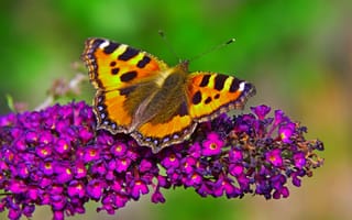 Картинка Макро, Бабочка, Macro, Butterfly, Flowers, Цветочки