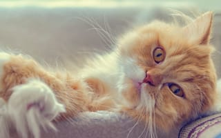 Картинка котэ, мордочка, взгляд, рыжий кот, Персидская кошка