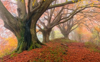 Картинка лес, туман, осень