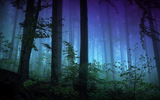 Картинка лес, ночь, деревья, ветки, кусты, туман, вечер, свет
