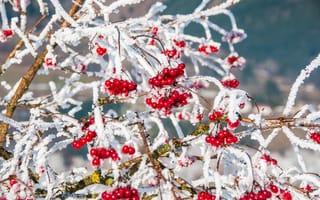 Картинка ягоды, снег, красные, зима, ветки, природа