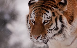 Обои тигр, дикая кошка, морда, снег, зима