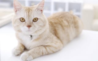 Картинка кошка, кулон, взгляд