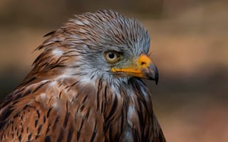 Картинка крупный план, коршун, Milvus, хищник, клюв, перья, птица