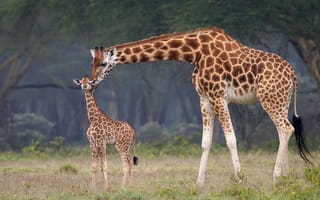 Обои малыш, мама, африка, жирафы