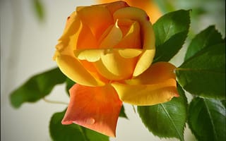 Картинка Rose, Yellow rose, Жёлтая роза