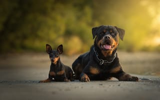 Картинка боке, пара, Карликовый пинчер, Ротвейлер, две собаки, собаки