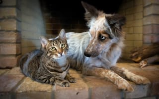 Картинка кошка, дружба, собака