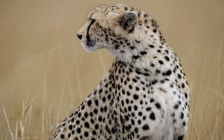 Картинка гепард, трава, профиль, дикая кошка, морда