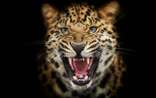 Картинка рык, леопард