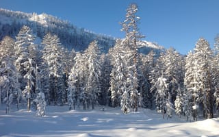 Картинка лес, гора, Дальний восток, природа, снег, деревья, пейзаж, зима